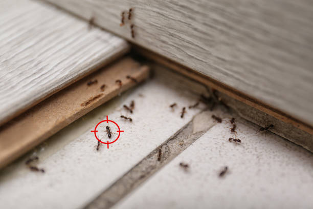 Best Flea Control Services  in Mchenry, IL