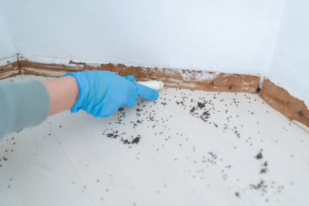 Best Bed Bug Extermination  in Mchenry, IL